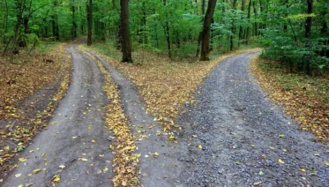 A forked gravel path in a green forest with fallen leaves.