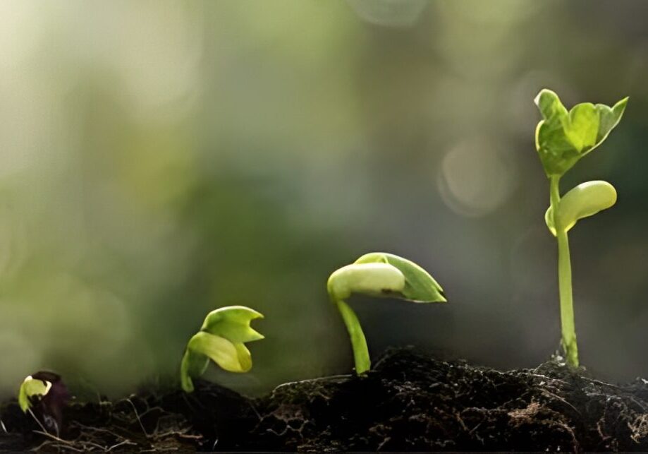 Close-up of young green seedlings sprouting from soil with blurred background.
